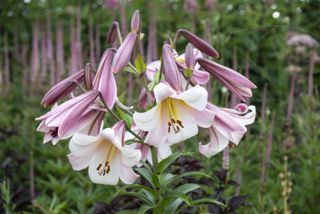 Tall white lilies in a summer garden