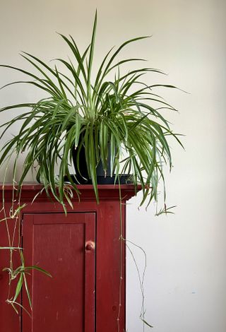 A potted spider plant on a red cupboard