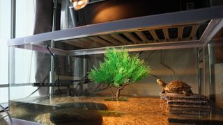 Turtle tank with light