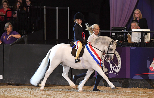 Thistledown Van Der Vaart is mini M&amp;amp;M champion in 2017. This year the championship is judged by HOYS M&amp;amp;M mini and workers judge Erik Mackechnie-Guire.