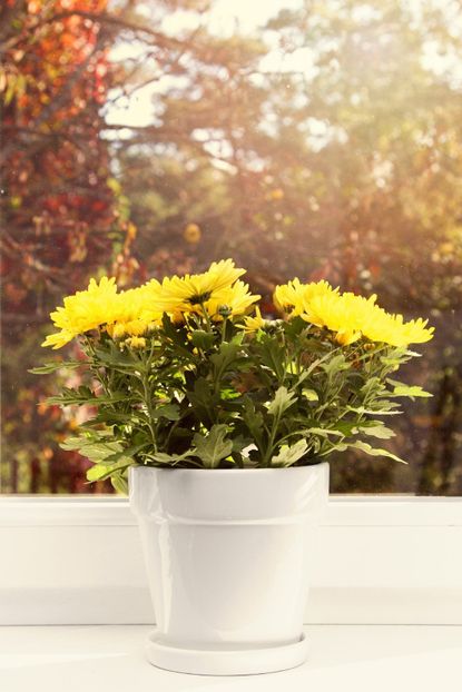 Indoor Potted Yellow Chrysanthemum Flowers