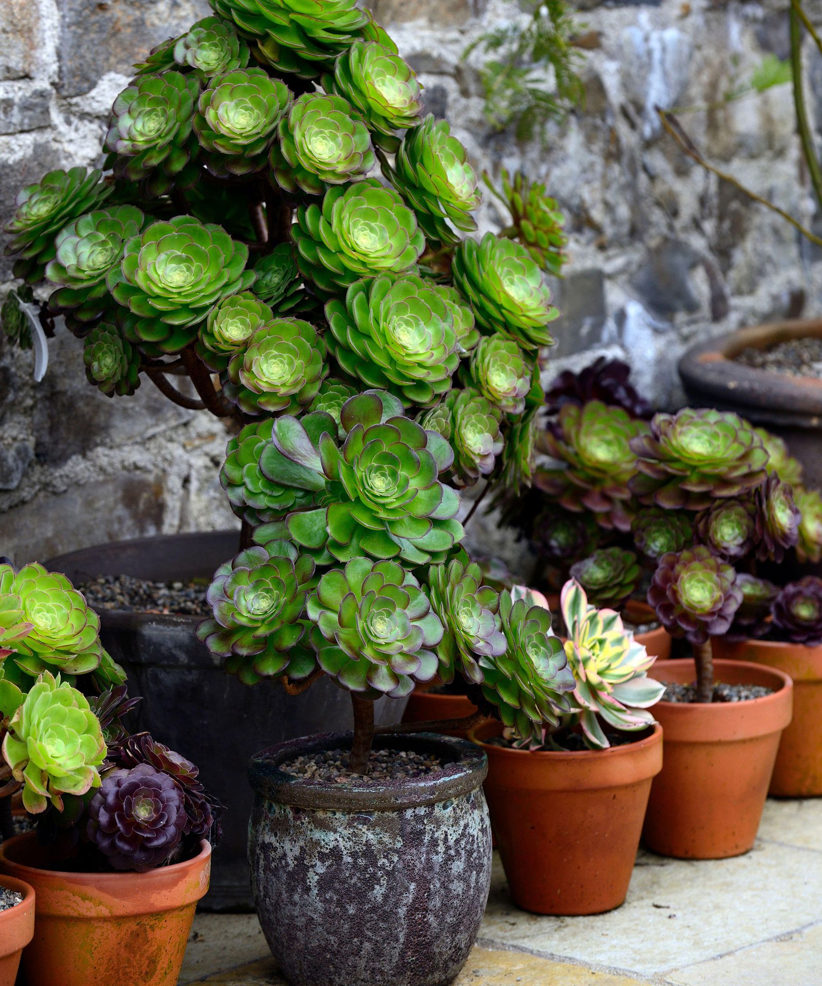 Best Patio Plants: 21 Picks For Year-round Color And Style | Gardeningetc