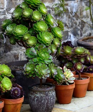 succulent plants in terracotta pots on a patio