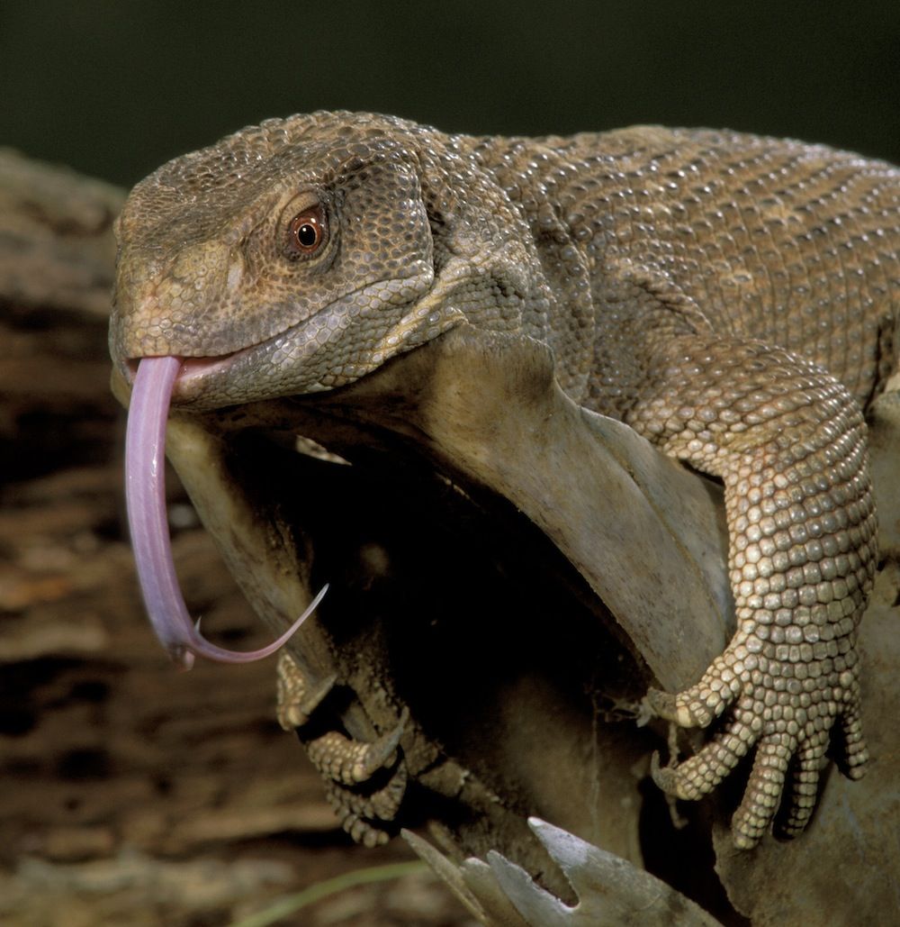 Monitor Lizard