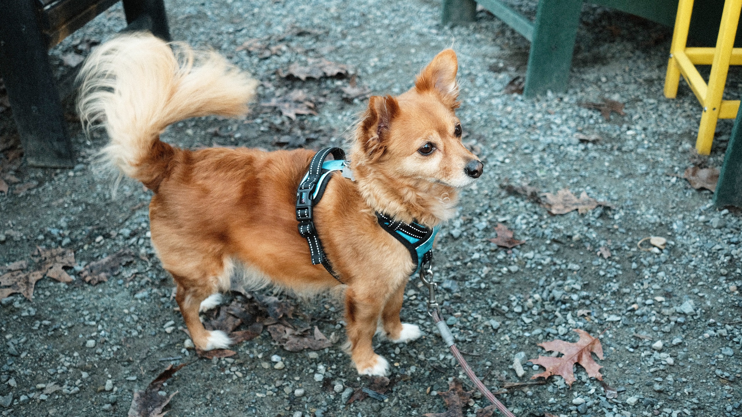 A handsome, 18-lb mixed pup named Belvedere looking dapper as heck