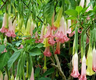 Angel's trumpet (Brugmansia) flowering on a tree