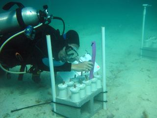 researcher meauring a coral fragment