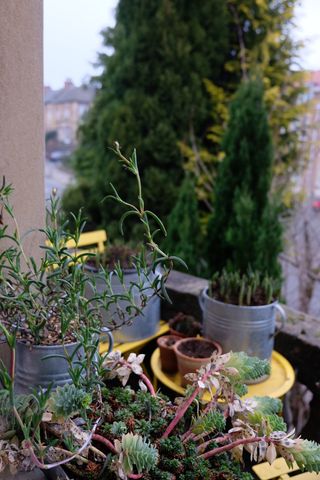 Bulb planting station on a balcony