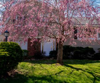 weeping cherry tree in a front yard