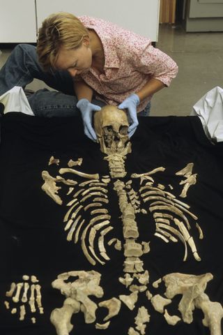 Forensic anthropologist Kari Bruwelheide arranging the bones of Kennewick Man, who was tall for his time and lived as a hunter-gatherer