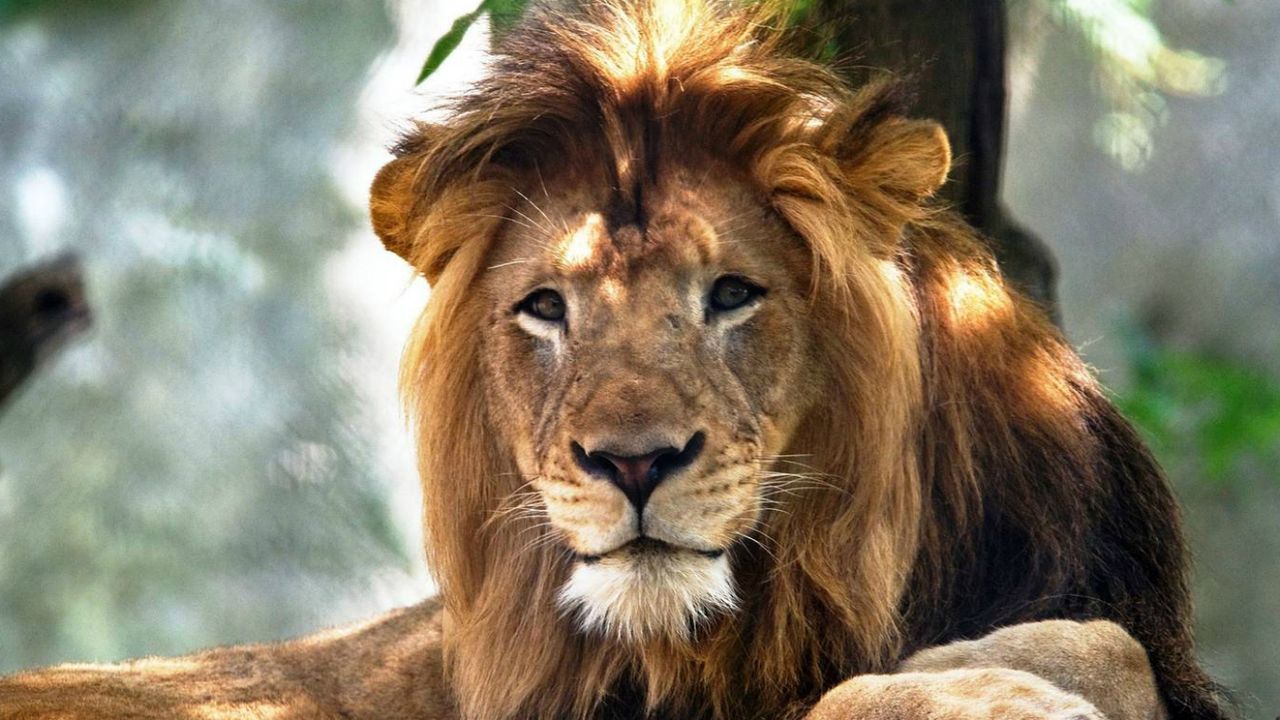 Lion