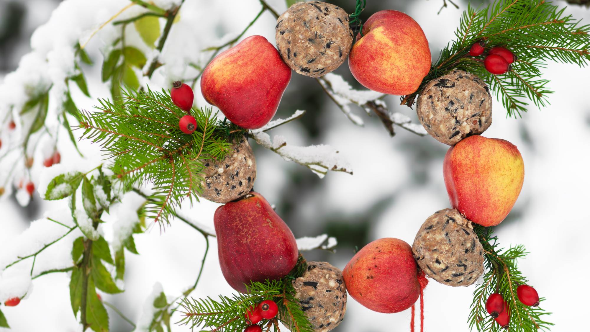 Apples and tallow balls in a wreath for birds