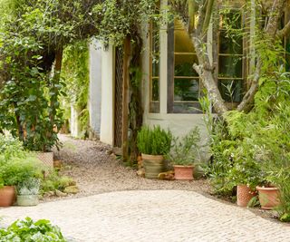 pathway and plants in set-up from Dobbies