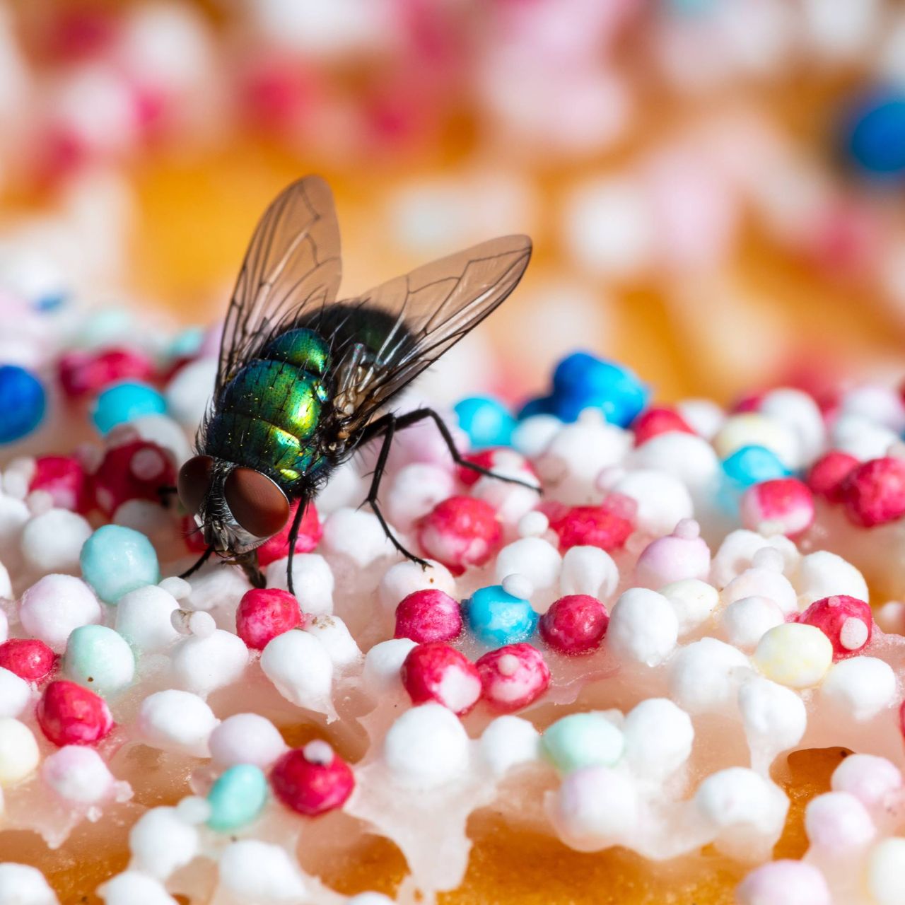Fly on sprinkle-covered donut