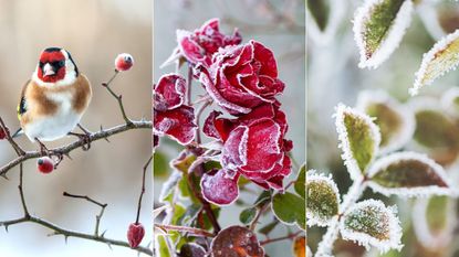 how to winterize roses