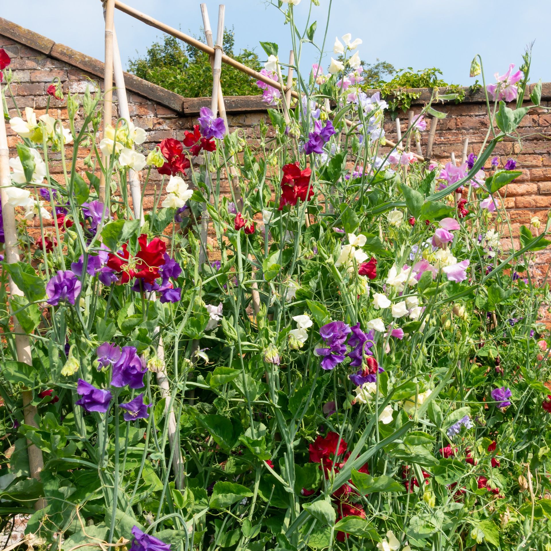 How long do sweet peas take to germinate? | Ideal Home