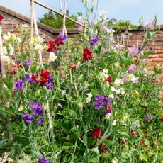 Growing sweet peas in the garden