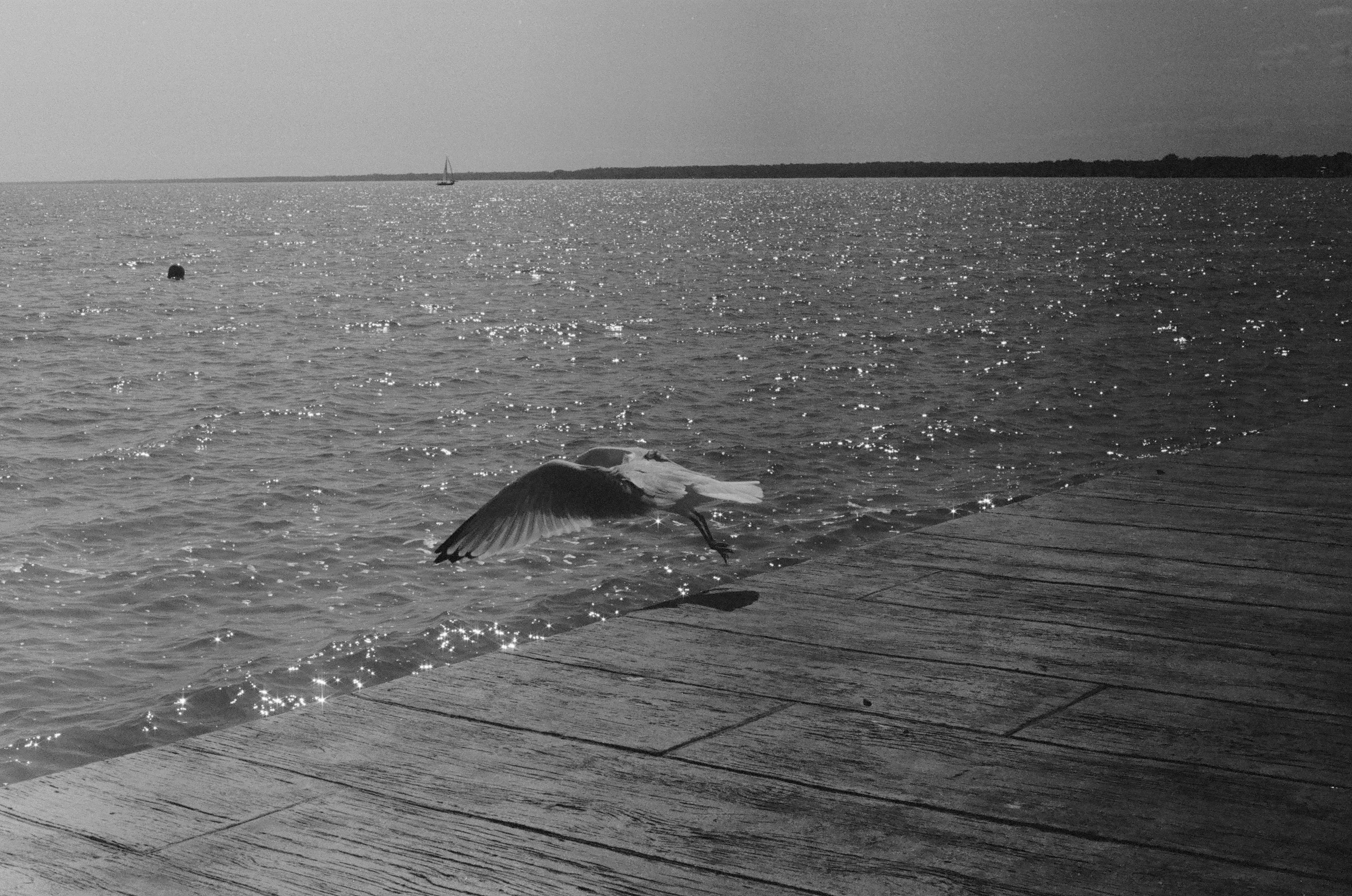 A black and white photograph taken with the Pentax K1000