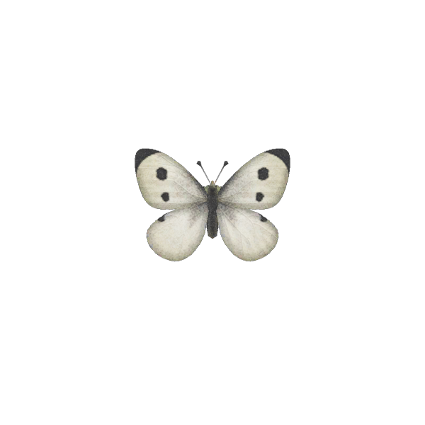Animal Crossing New Horizons Common Butterfly