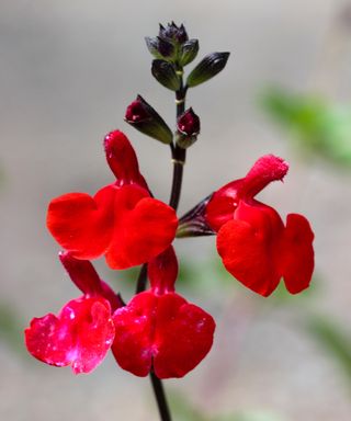 Bright red flowers of the small, shrubby Mexican sage, Salvia microphylla 'Royal Bumble'