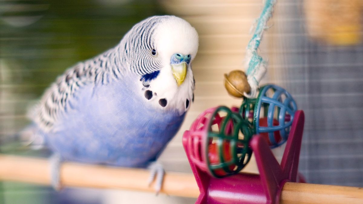 Budgie using a toy, one of many parrot enrichment ideas