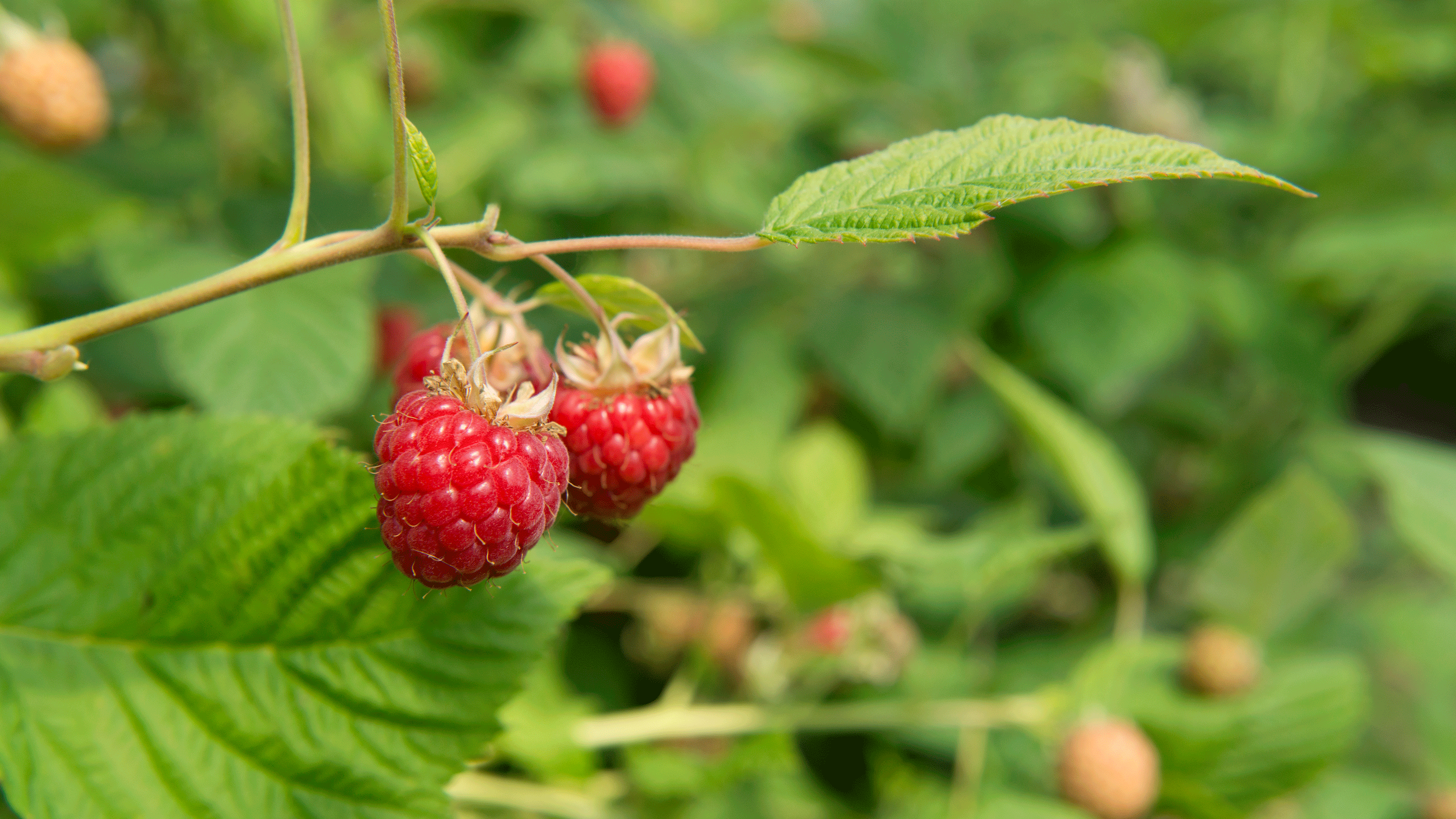 Raspberry on a bush