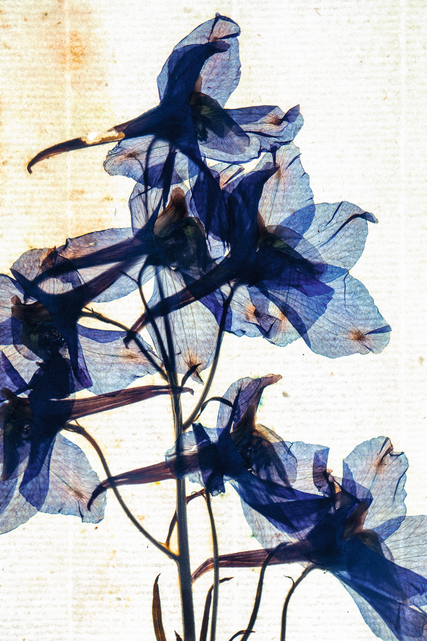 Plants from the Linnaeus collection, flattened and colourful