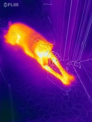 labrador heat image taken on FLIR camera