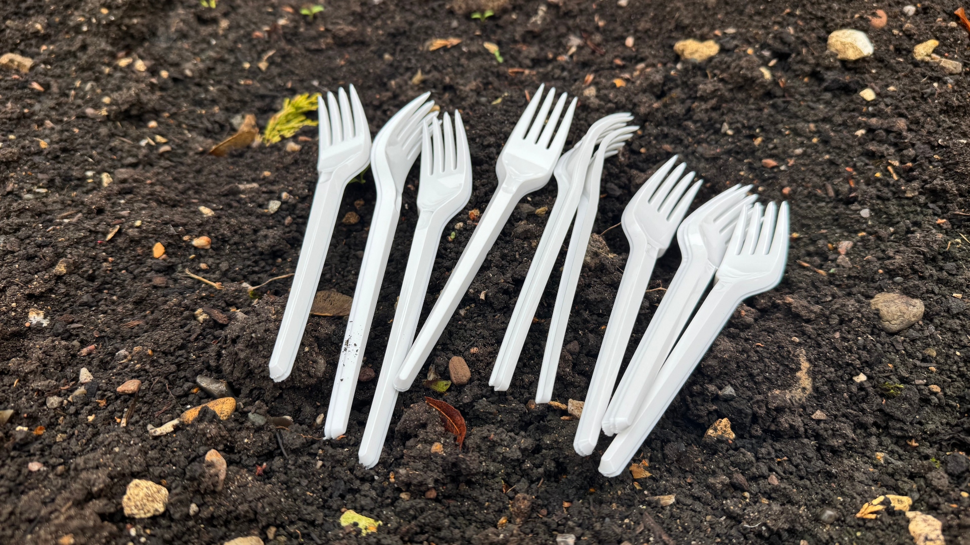 Forks in soil in the garden