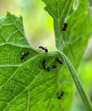 ants on leaf