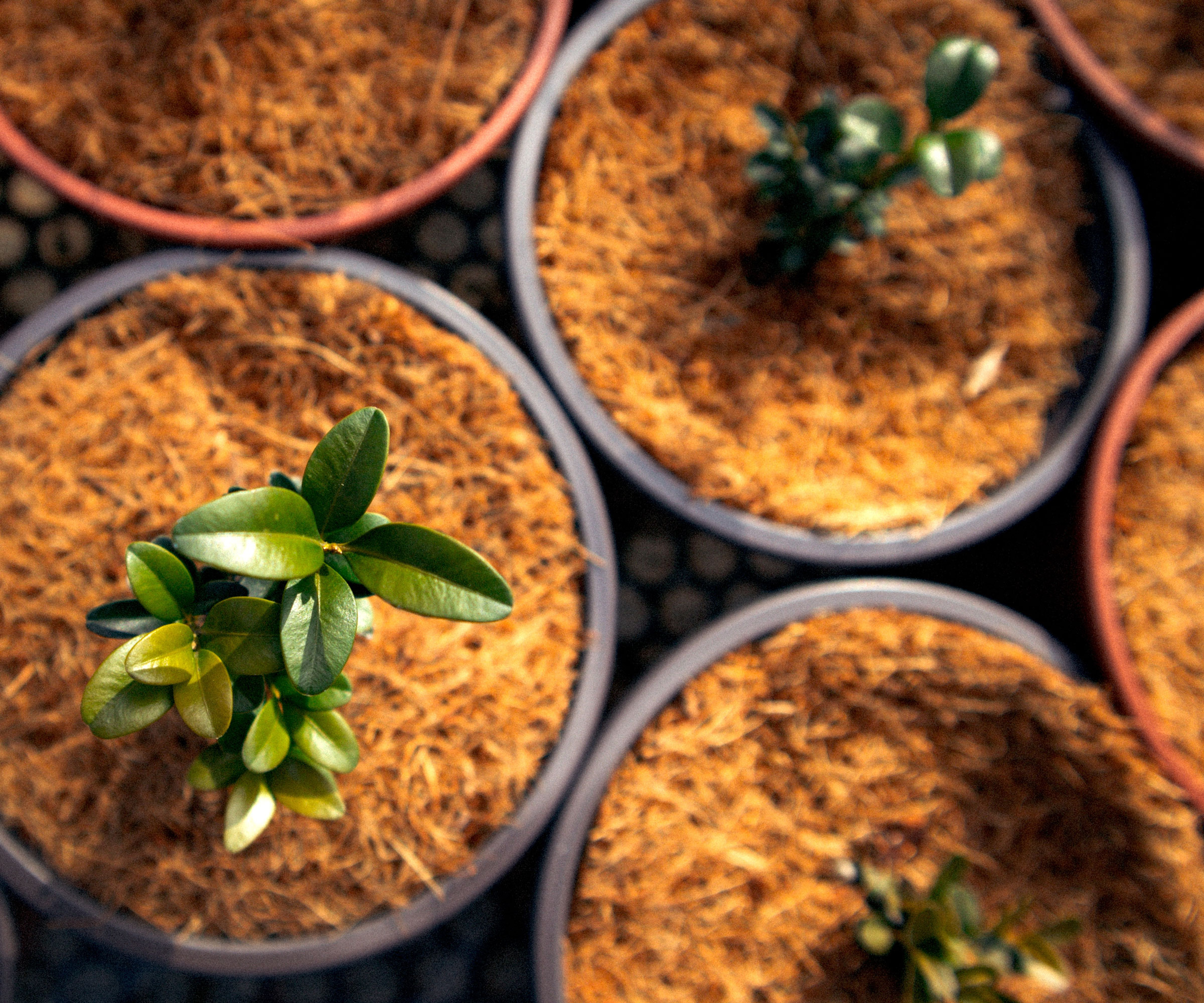 seedlings in pots of coco coir seed starting mix