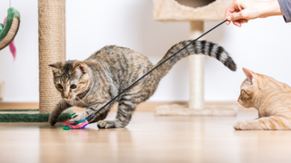 Cat playing with teaser toy