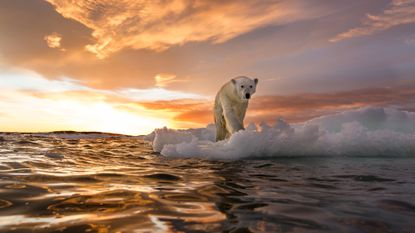 polar bear on a melting ice cap