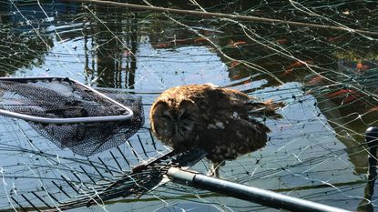 Tawny owl trapped in net