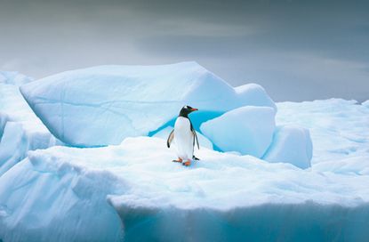 Gentoo penguin stands alone on top of iceberg in Antarctica