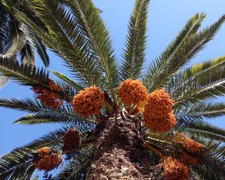 A close up of a phoenix dactylifera date palm tree