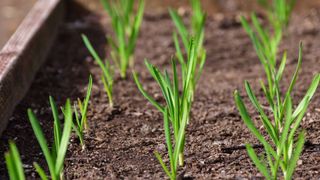 picture of sprouting garlic plants in raised bed