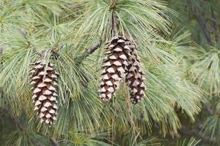 Vanderwolf's Pyramid limber pine (Pinus flexilis 'Vanderwolf's Pyramid')