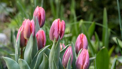 how to store tulip bulbs