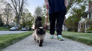 Ragdoll cat out walking on leash
