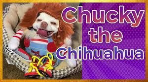 Chucky the chihuahua