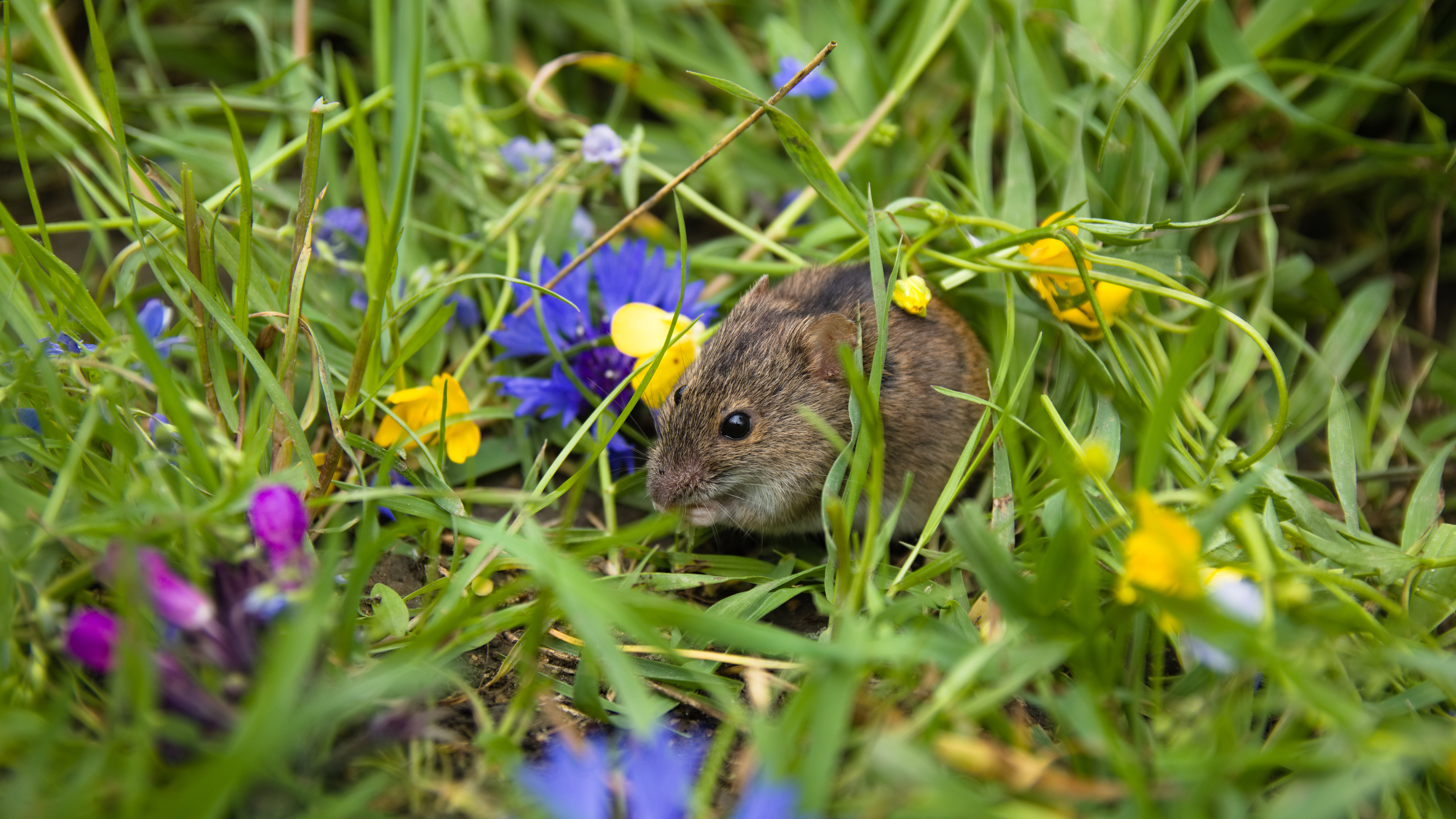 Mouse hiding in grass