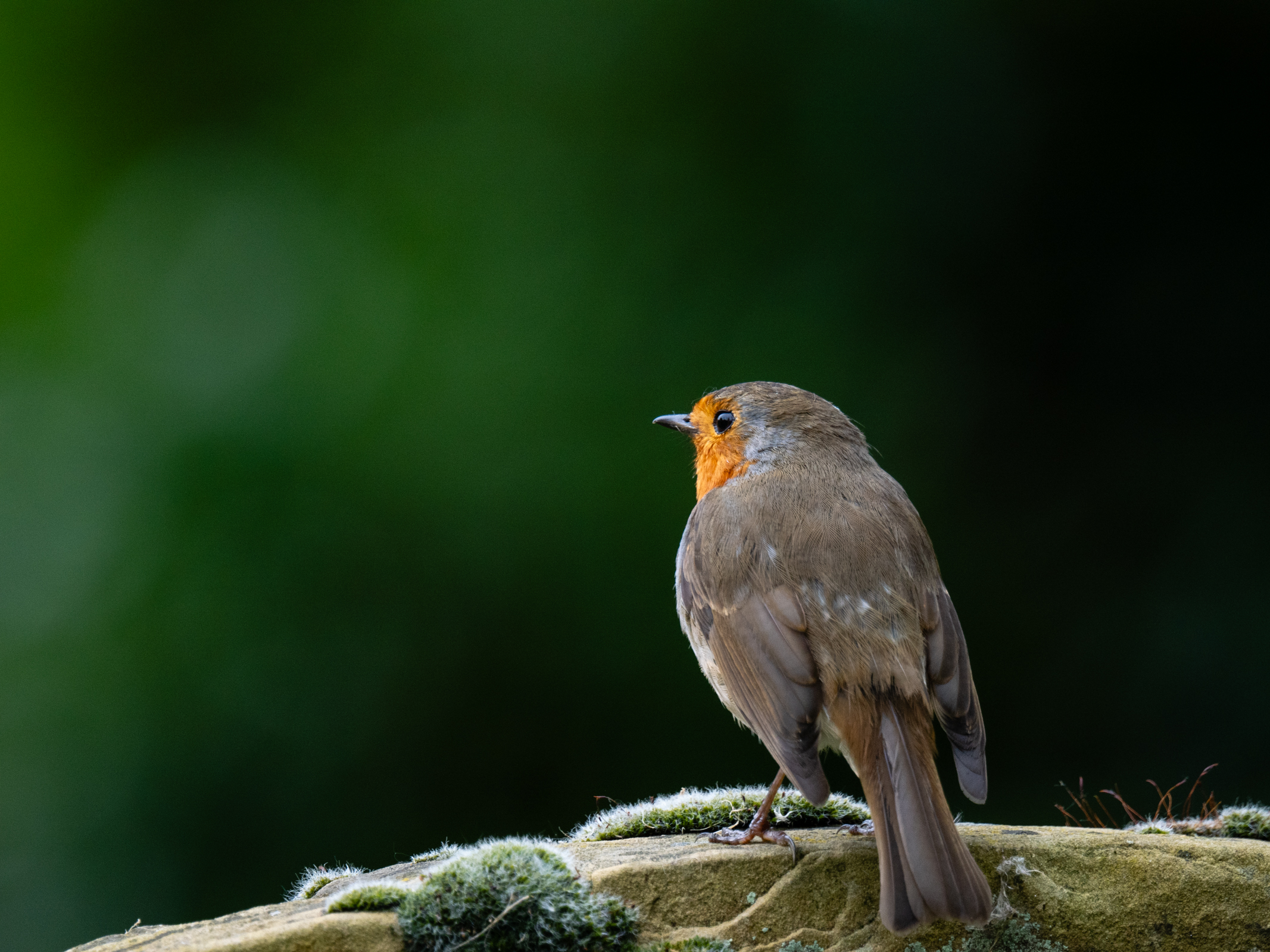 Photo of a robin taken with the Olympus OM-1 Mark II