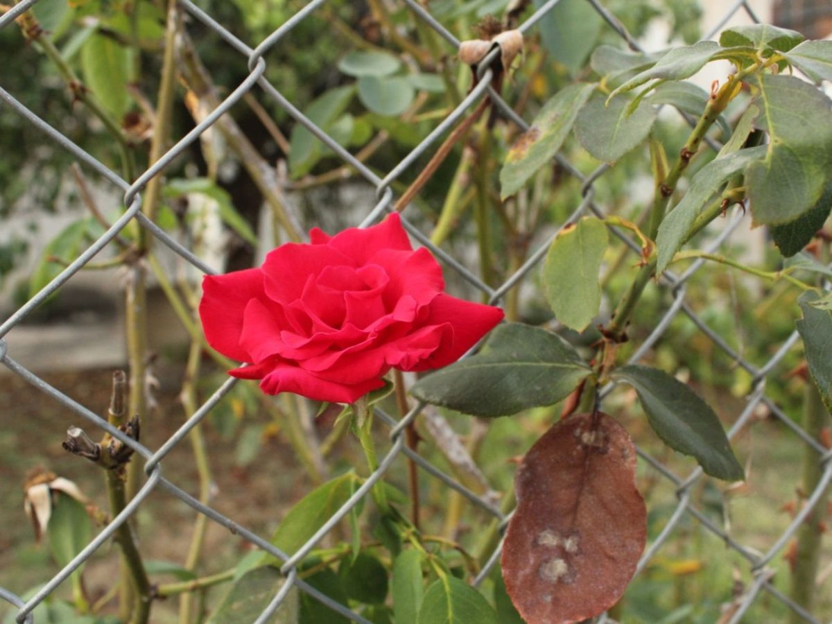 Roses On Fences How To Grow Roses On A Fence Gardening Know How