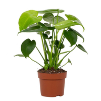 Monstera Deliciosa Tauerii, 12cm Pot Size: £14.99 at B&amp;Q