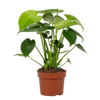 Monstera Deliciosa Tauerii, 12cm Pot Size: £14.99 at B&amp;Q