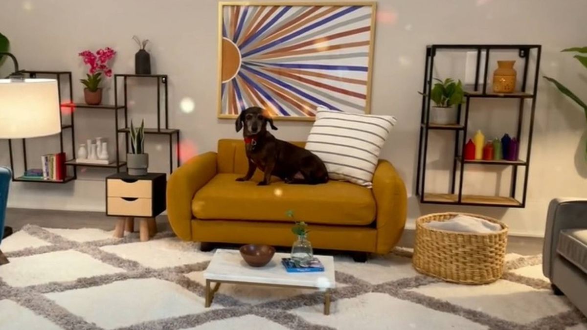 dog living room