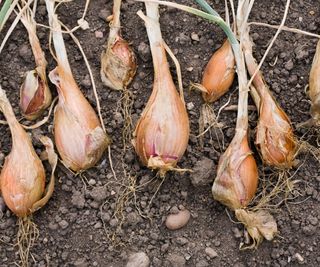 Shallots lifted from the soil