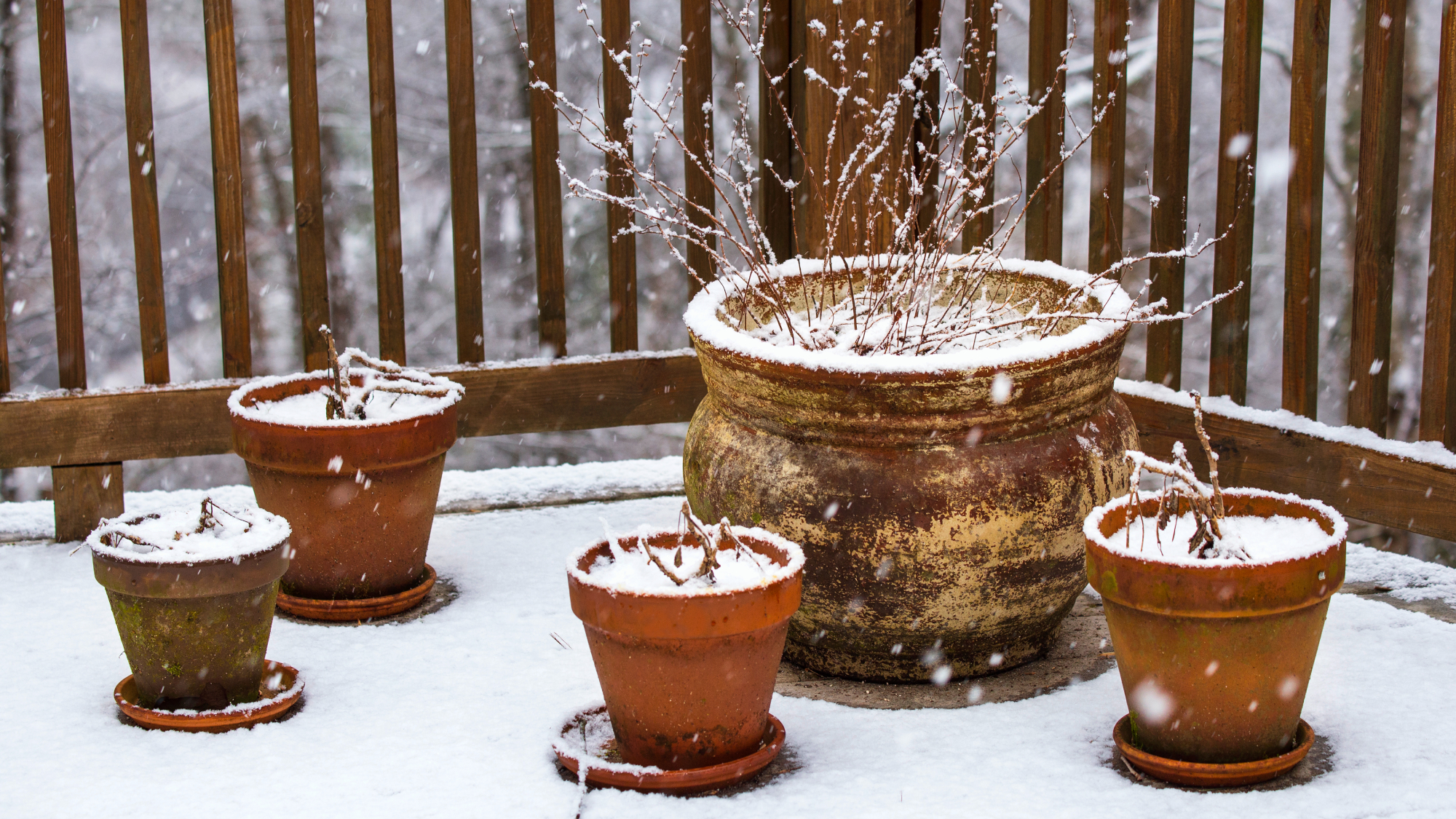 potted plants on a snowy patio 