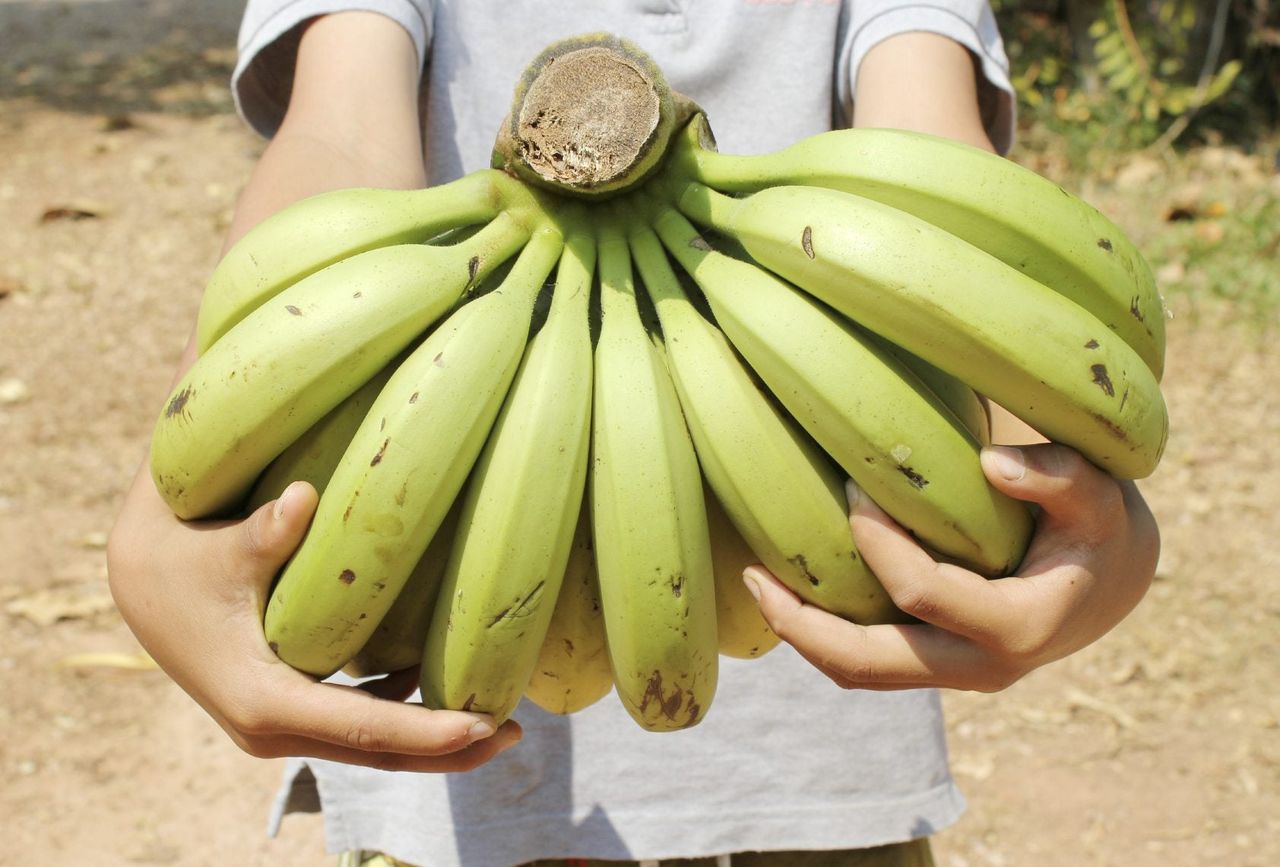 Person Holding Banana Bundle